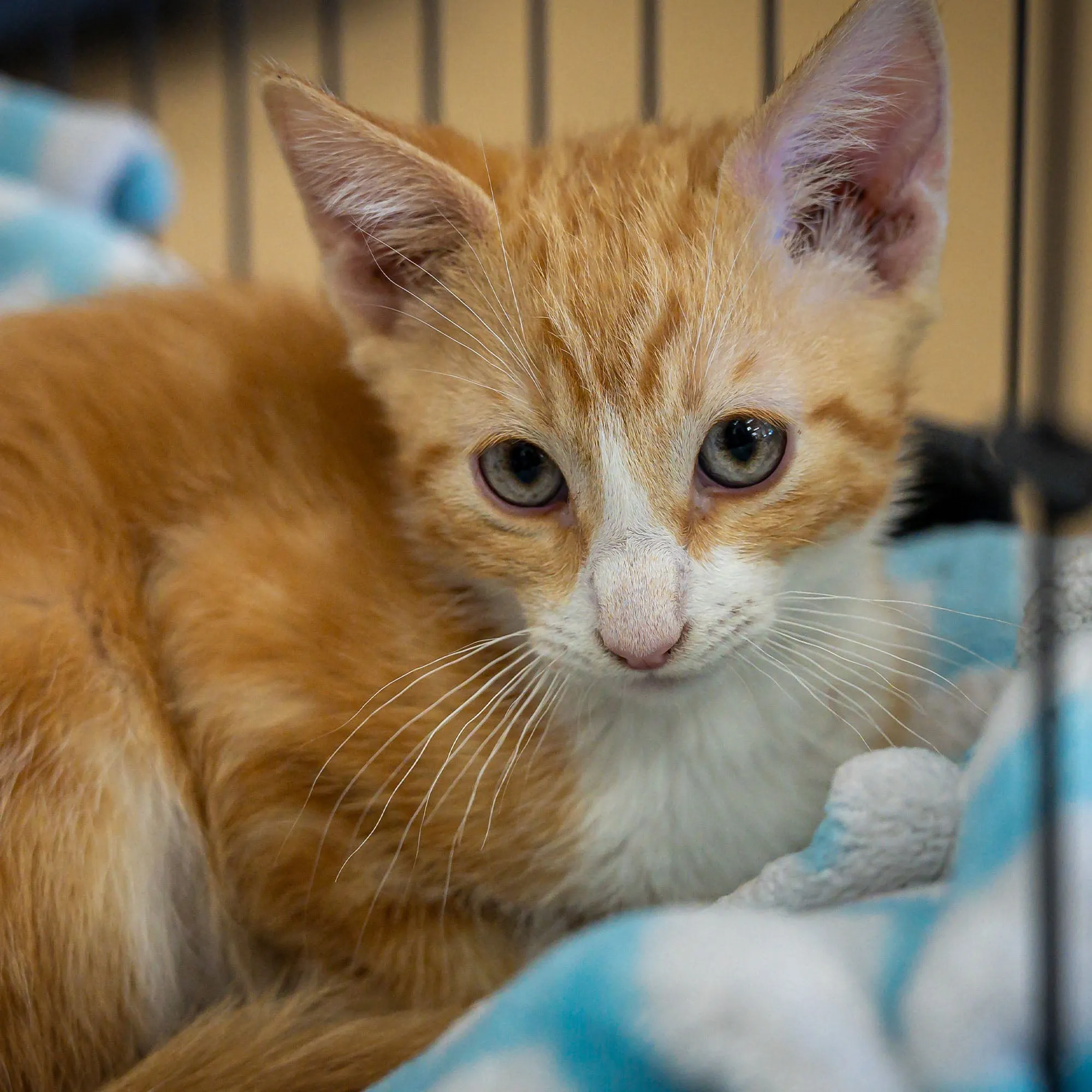 Give Shelter & Supplies to Stray Cats Living in Harsh Conditions