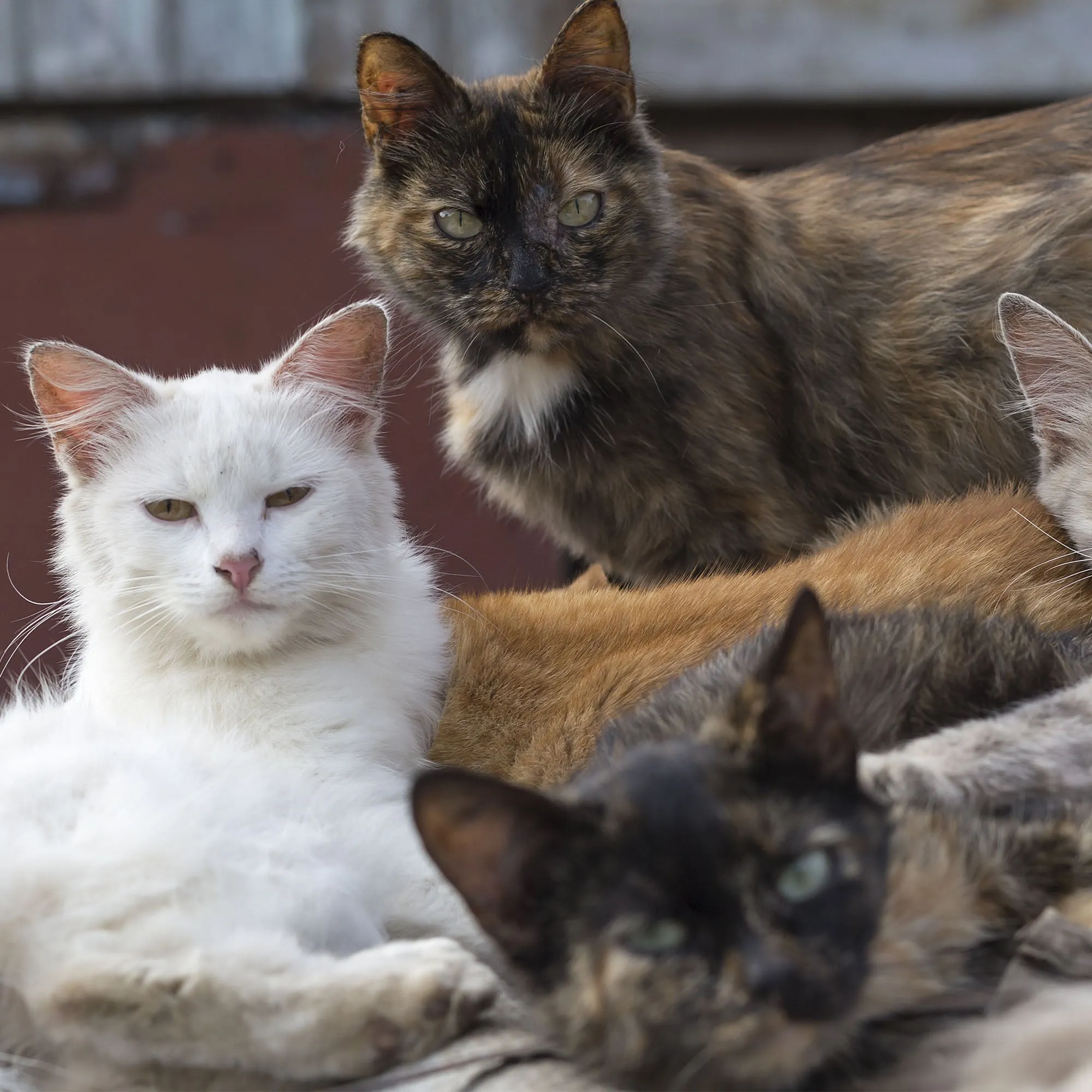 Give Shelter & Supplies to Stray Cats Living in Harsh Conditions