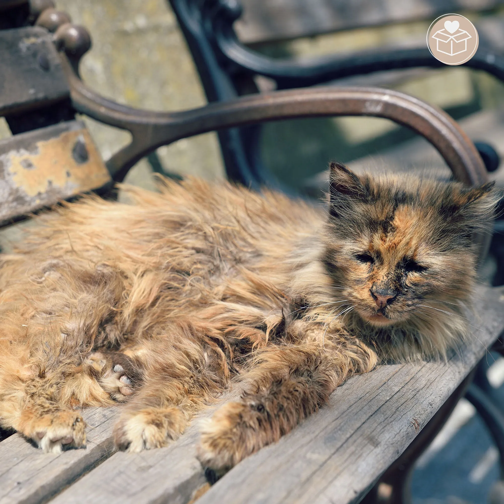 Give Shelter & Supplies to Stray Cats Living in Harsh Conditions