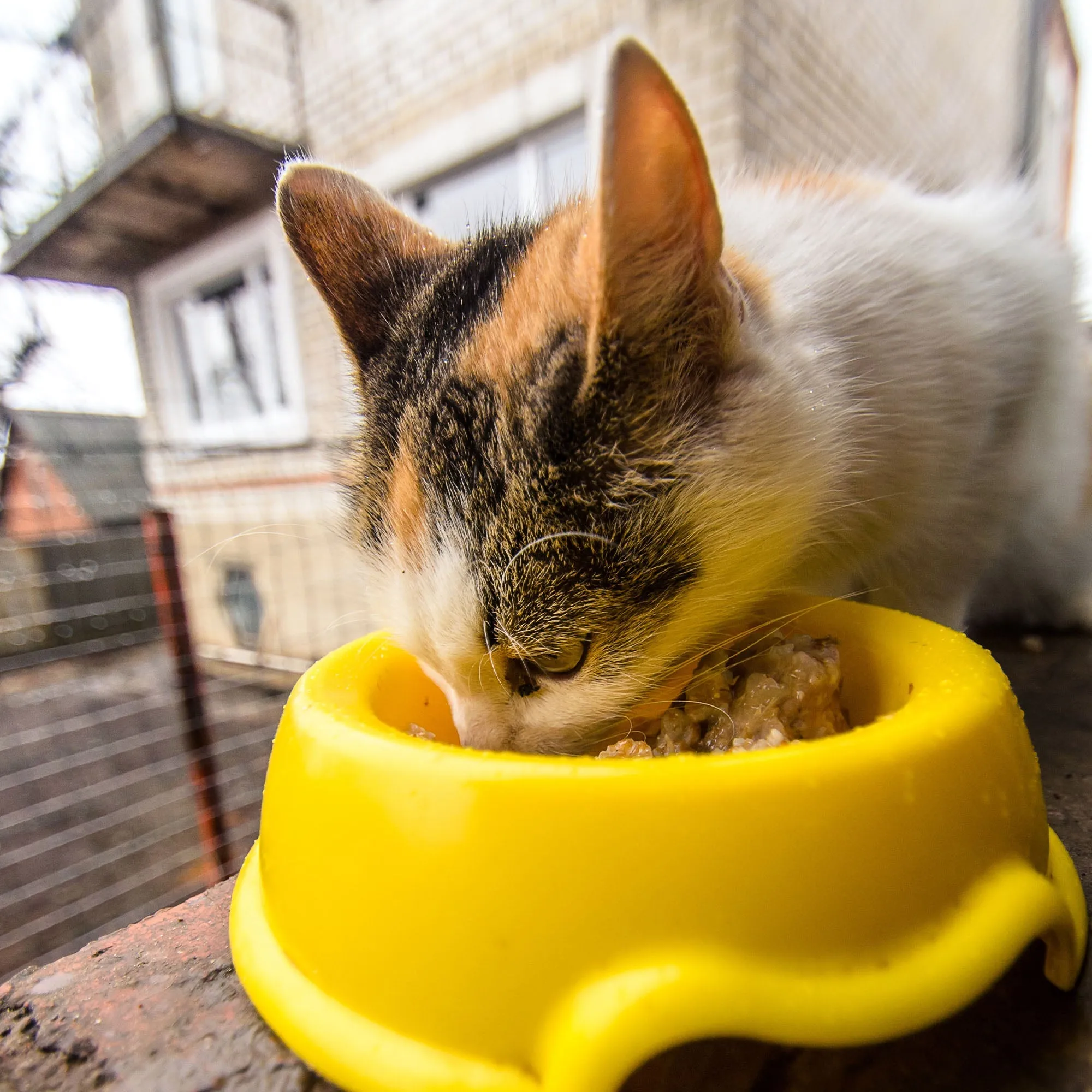 Give Shelter & Supplies to Stray Cats Living in Harsh Conditions