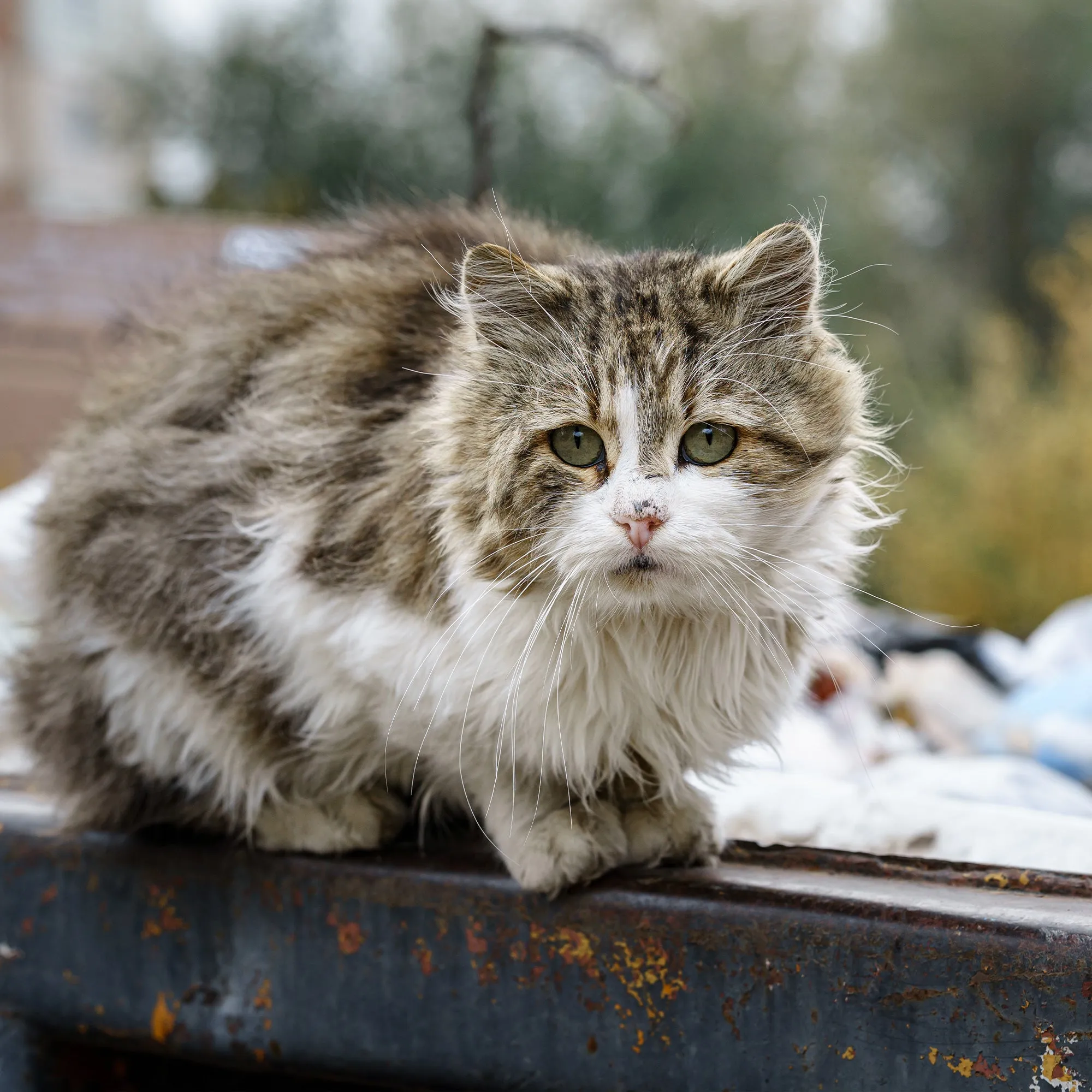 Give Shelter & Supplies to Stray Cats Living in Harsh Conditions