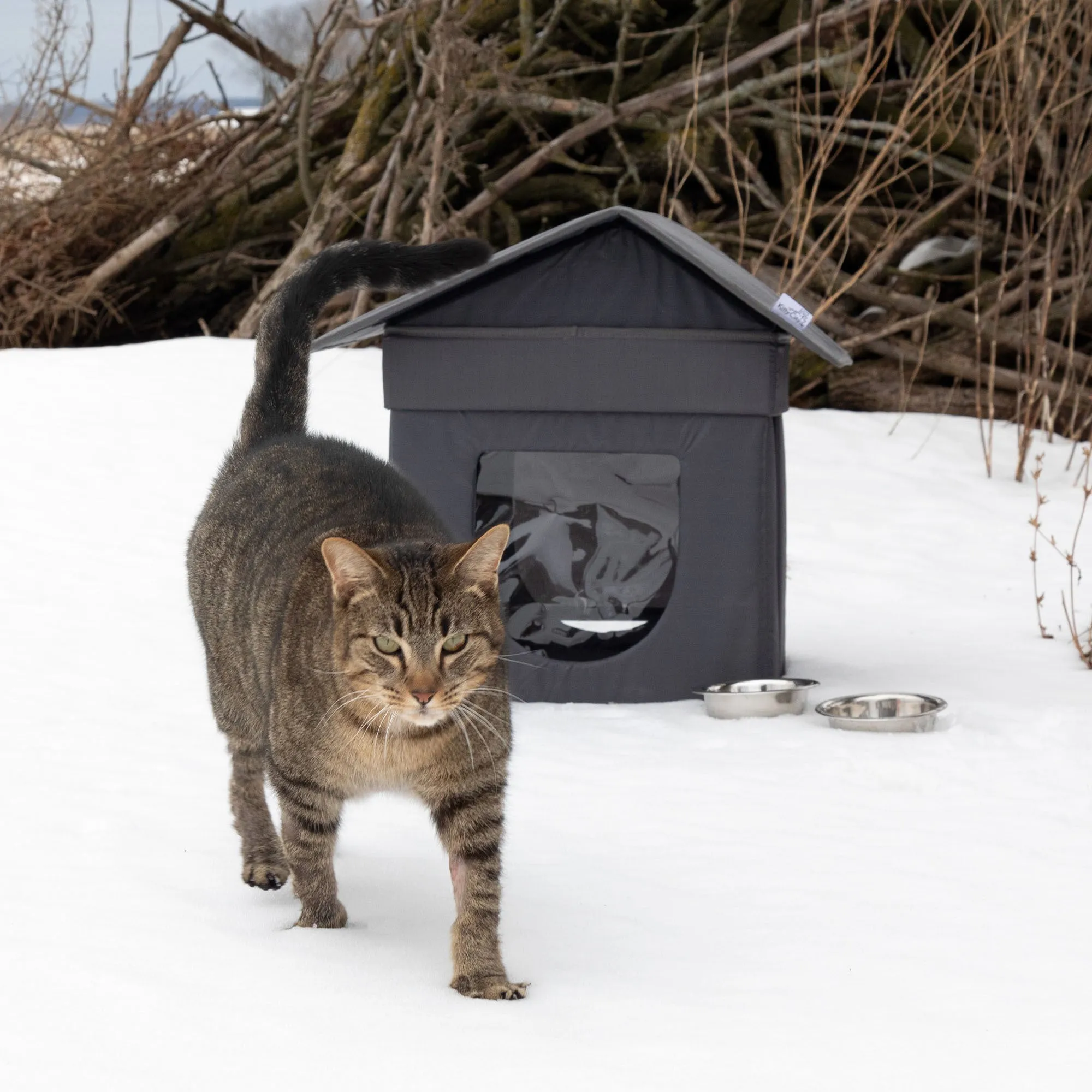 Give Shelter & Supplies to Stray Cats Living in Harsh Conditions
