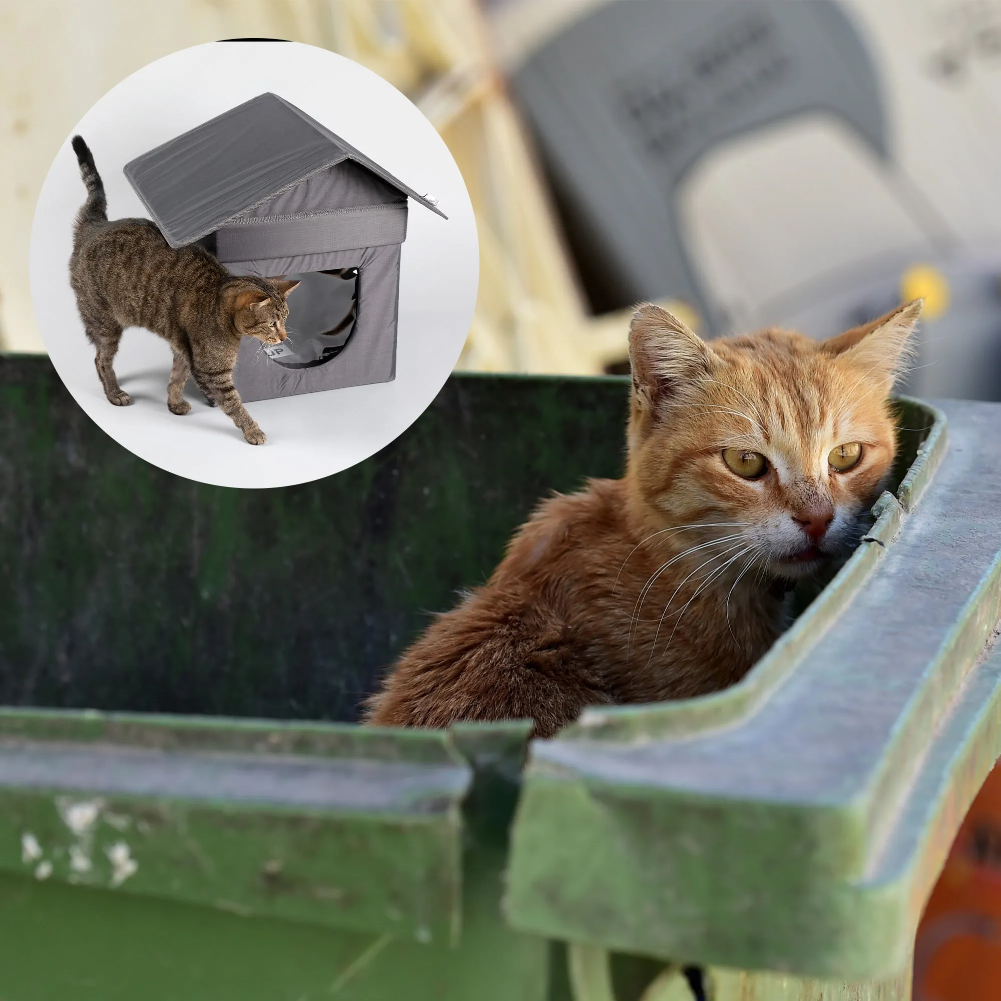 Give Shelter & Supplies to Stray Cats Living in Harsh Conditions