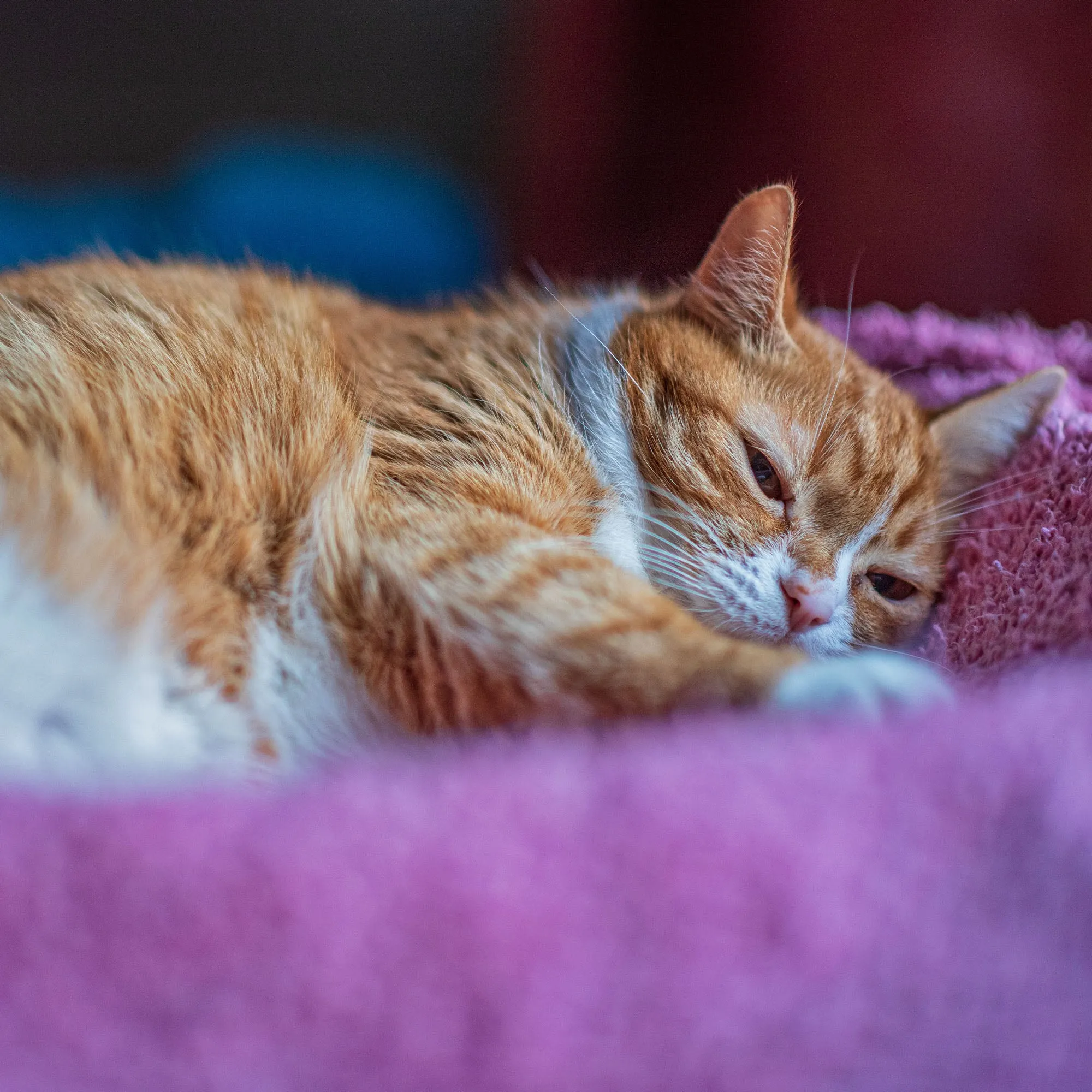 Give Shelter & Supplies to Stray Cats Living in Harsh Conditions
